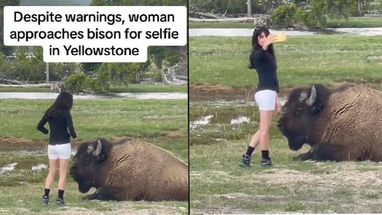 A Woman Poses With A Wild Bison