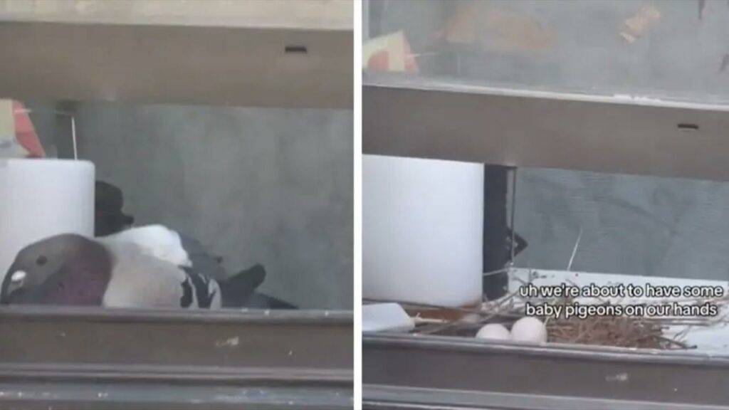 Pigeon Nesting In Neighbor Apartment