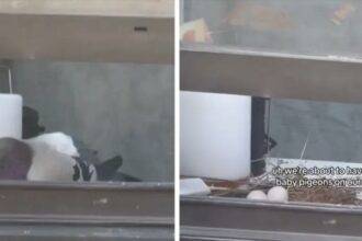 Pigeon Nesting In Neighbor Apartment