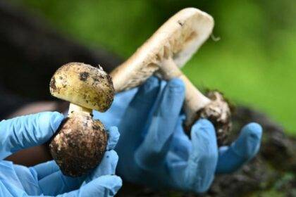 Mushroom Poisoning Victoria