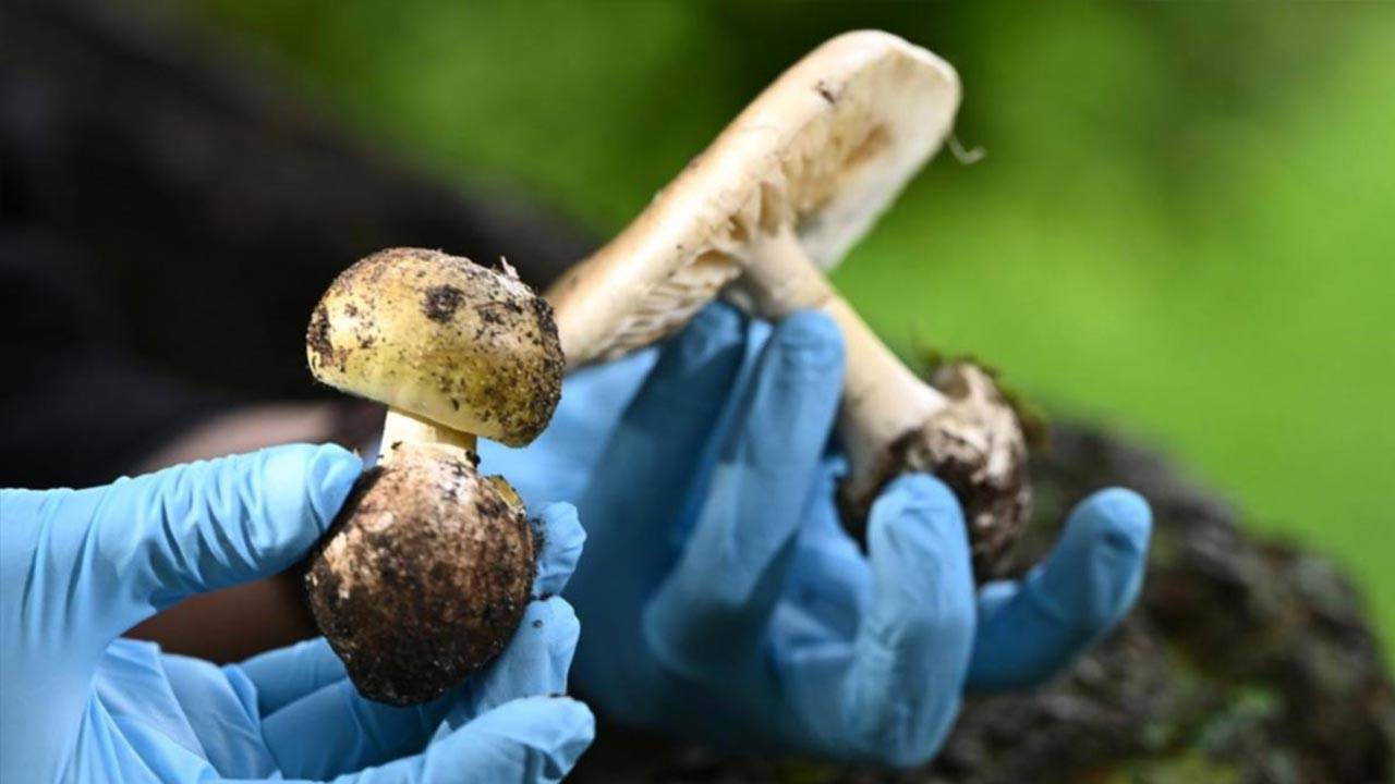 Mushroom Poisoning Victoria
